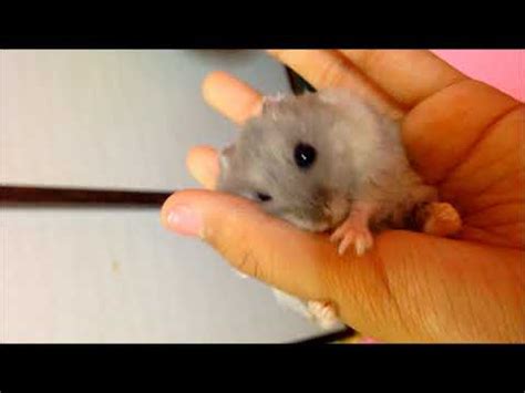 hamster pinay